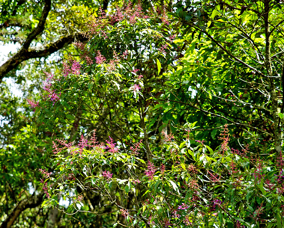 Flowering Palicourea angustifolia shrub in sunlight
