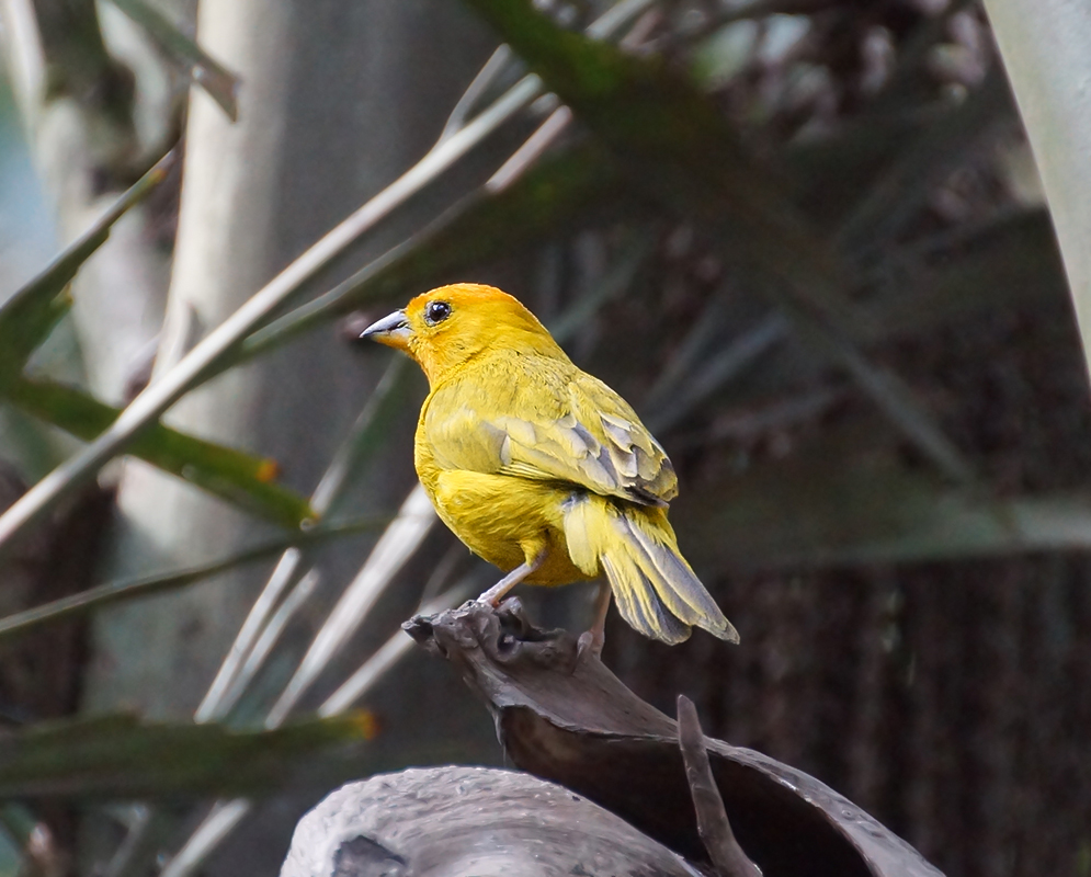 Napoli-yellow Saffron Finch with a colored Spanish-olive-back standing on a piece of wood