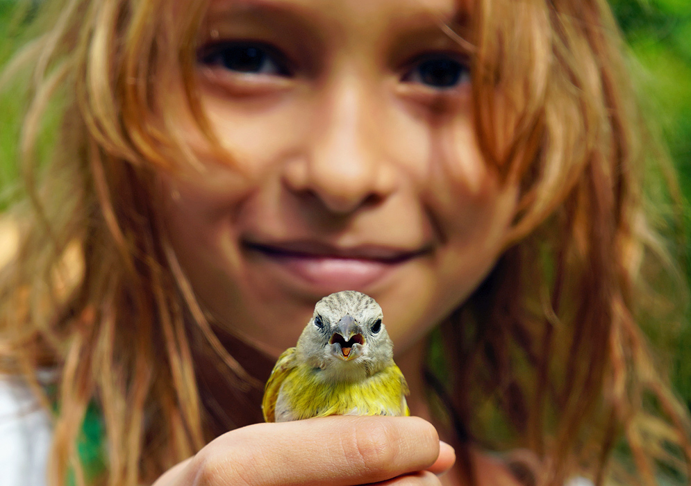 Young girl holding a Sicalis flaveola in her hand