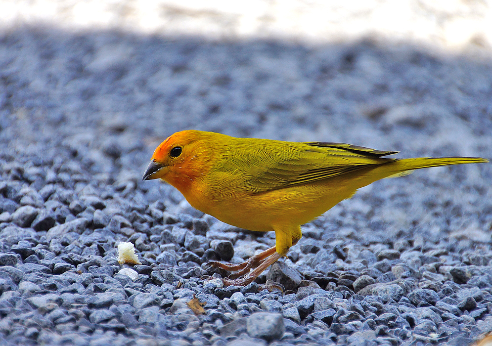 Napoli-yellow Saffron Finch with a colored Spanish-olive-back eating some bread