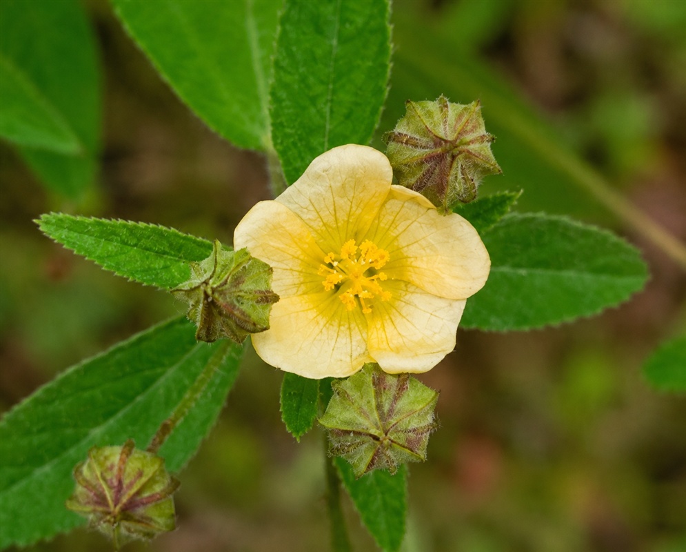 Sida cordifolia pale yellow five-petaled flower above softly hairy toothed leaves