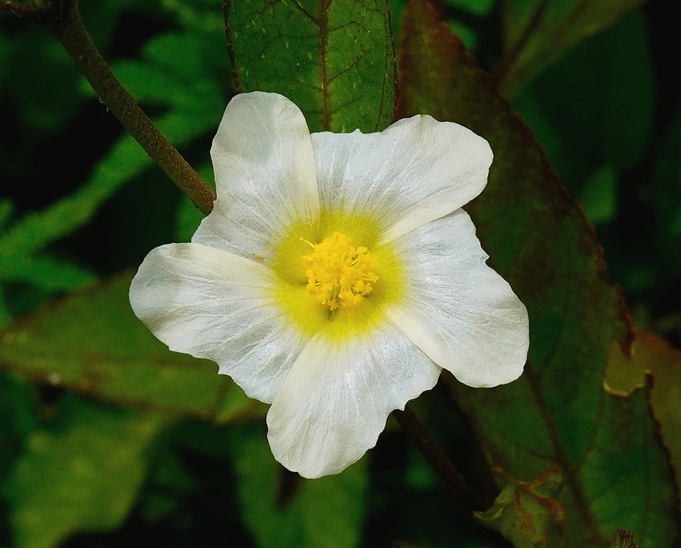 Sida glomerata white five petaled flower with a yellow center beside toothed green leaves