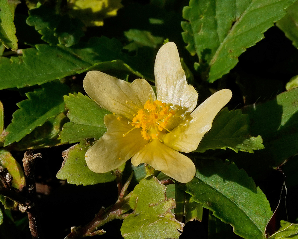 Close-up of a pale yellow Sida rhombifolia flower with crinkled petals and dense yellow stamens, surrounded by dark green toothed leaves
