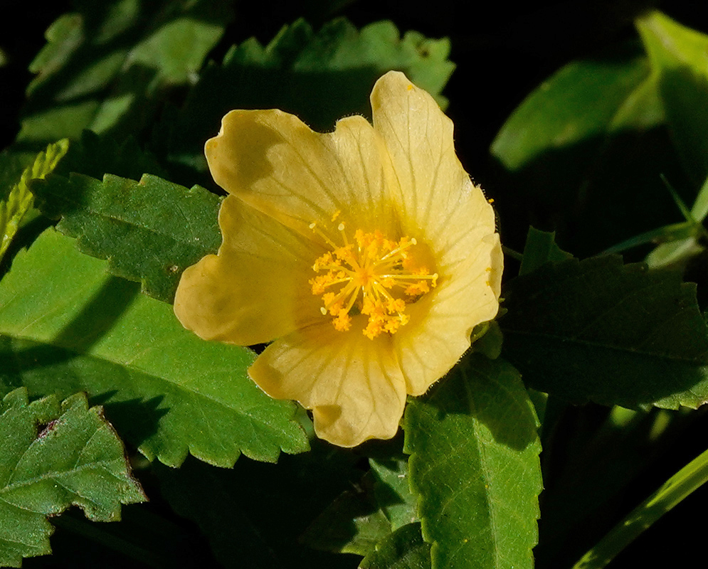 Single Sida rhombifolia flower with pale yellow petals and a prominent yellow stamen cluster, framed by dense green leaves