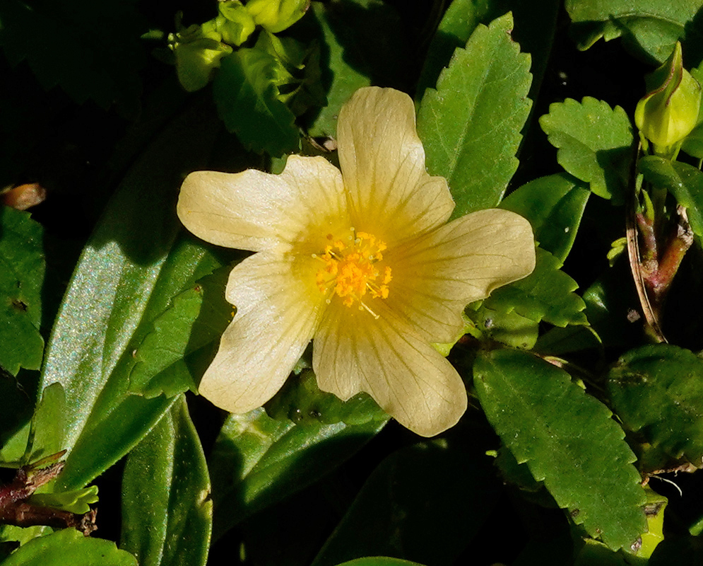 A delicate Sida rhombifolia bloom with light yellow translucent petals and a golden central disk, seen against a backdrop of serrated green foliage