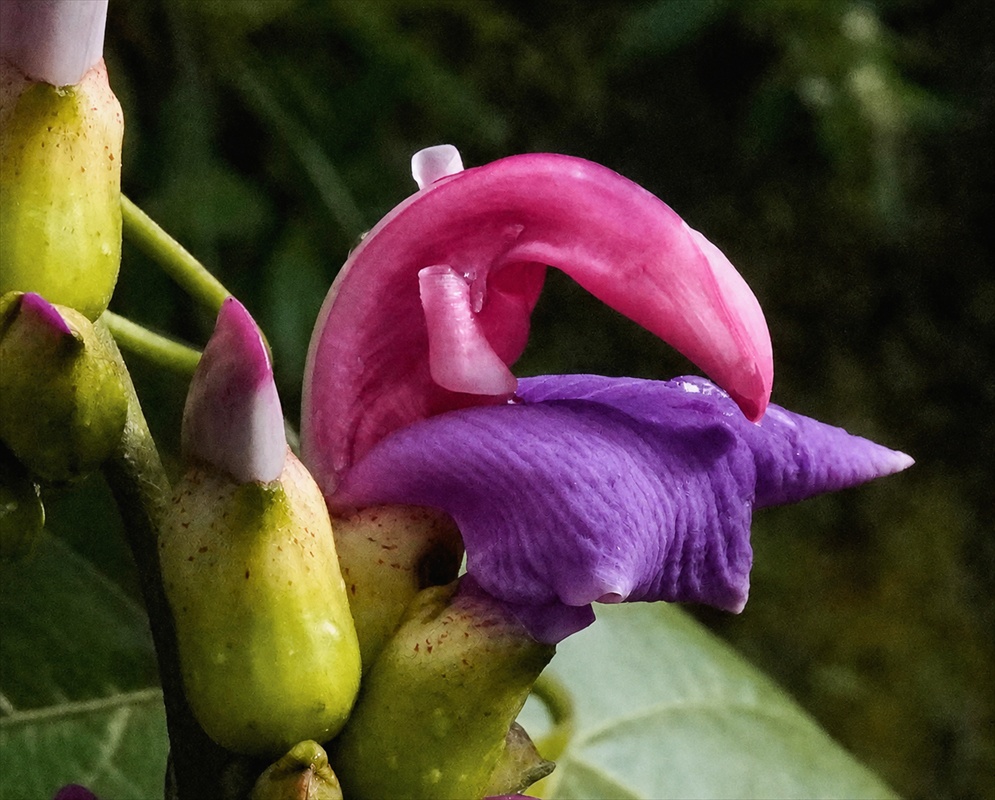 Sigmoidotropis speciosa flower