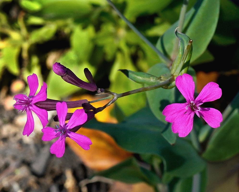 Silene caroliniana vivid pink five petaled flowers on slender stems above narrow leaves