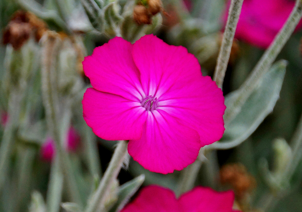Intense rose magenta Lychnis coronaria flower with a soft pink center