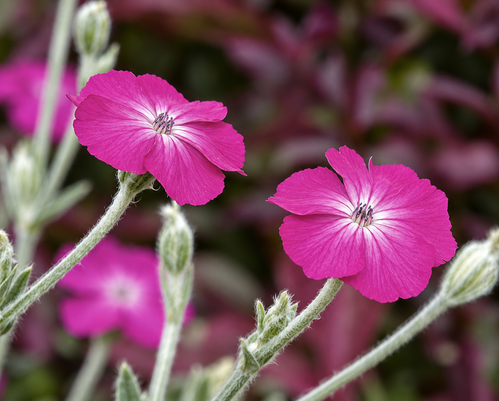 Dark pink Silene coronaria flowers with white around the pistel