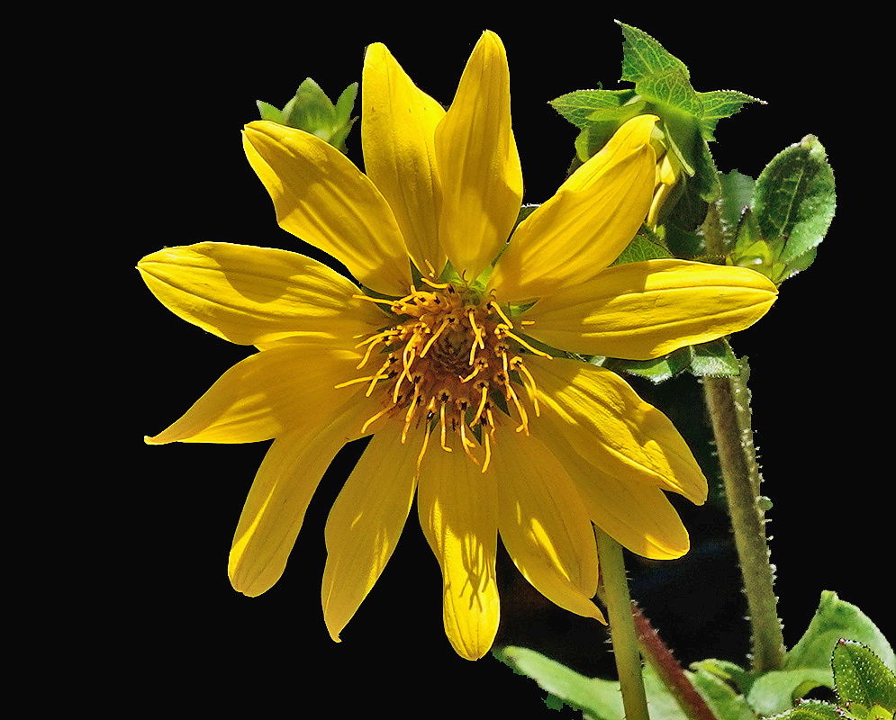Silphium asteriscus large yellow flower head with long rays above rough hairy leaves