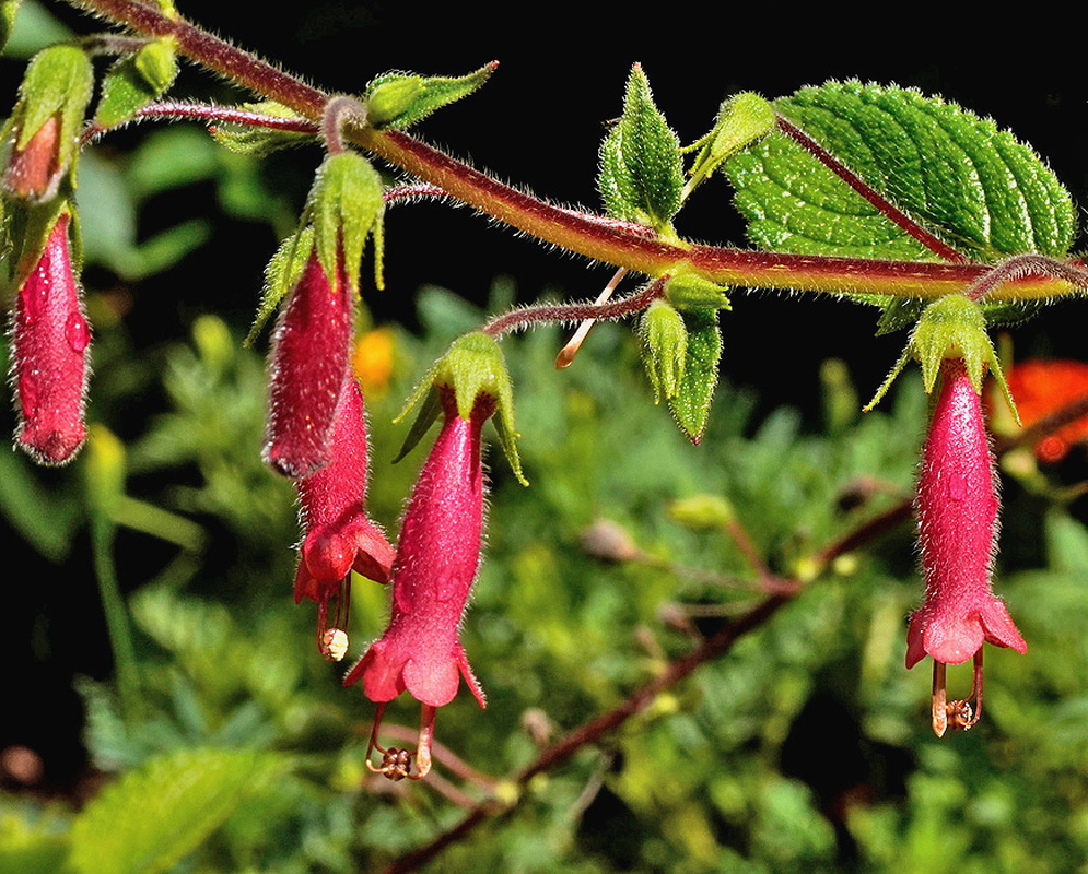 Sinningia sellovii pendant red tubular flowers hanging from a hairy stem with toothed leaves