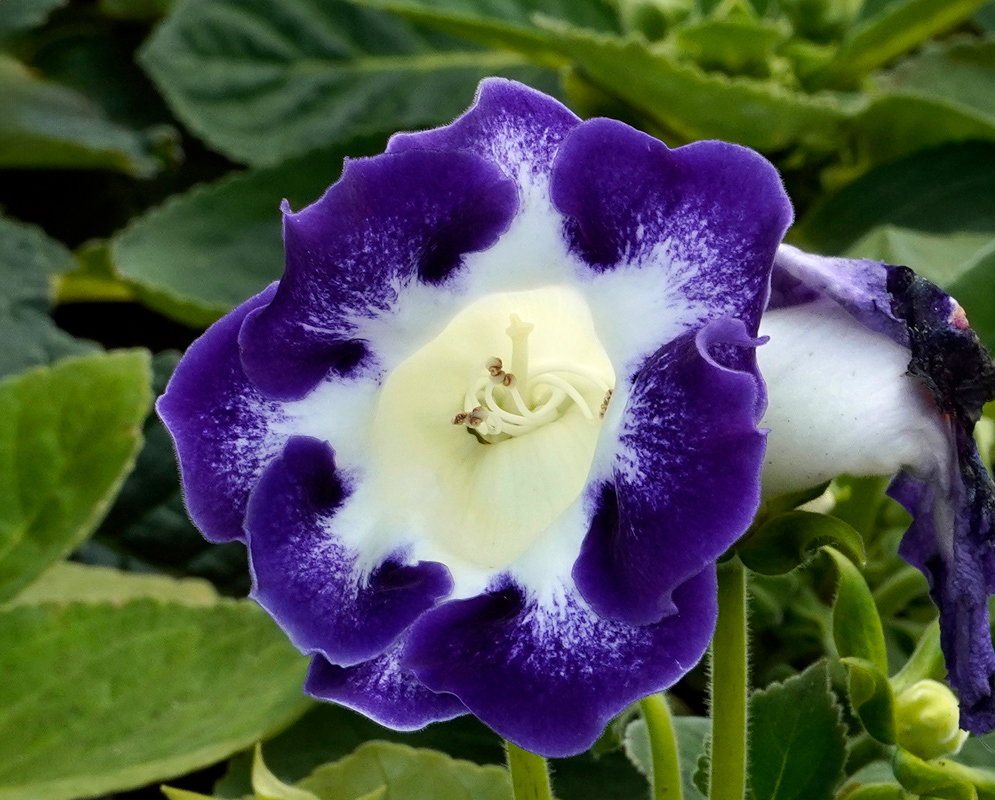 Deep violet and white bell-shaped flower of Sinningia speciosa with curled petals and prominent stamens emerging from a pale throat