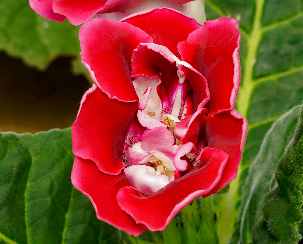 Sinningia speciosa red flower