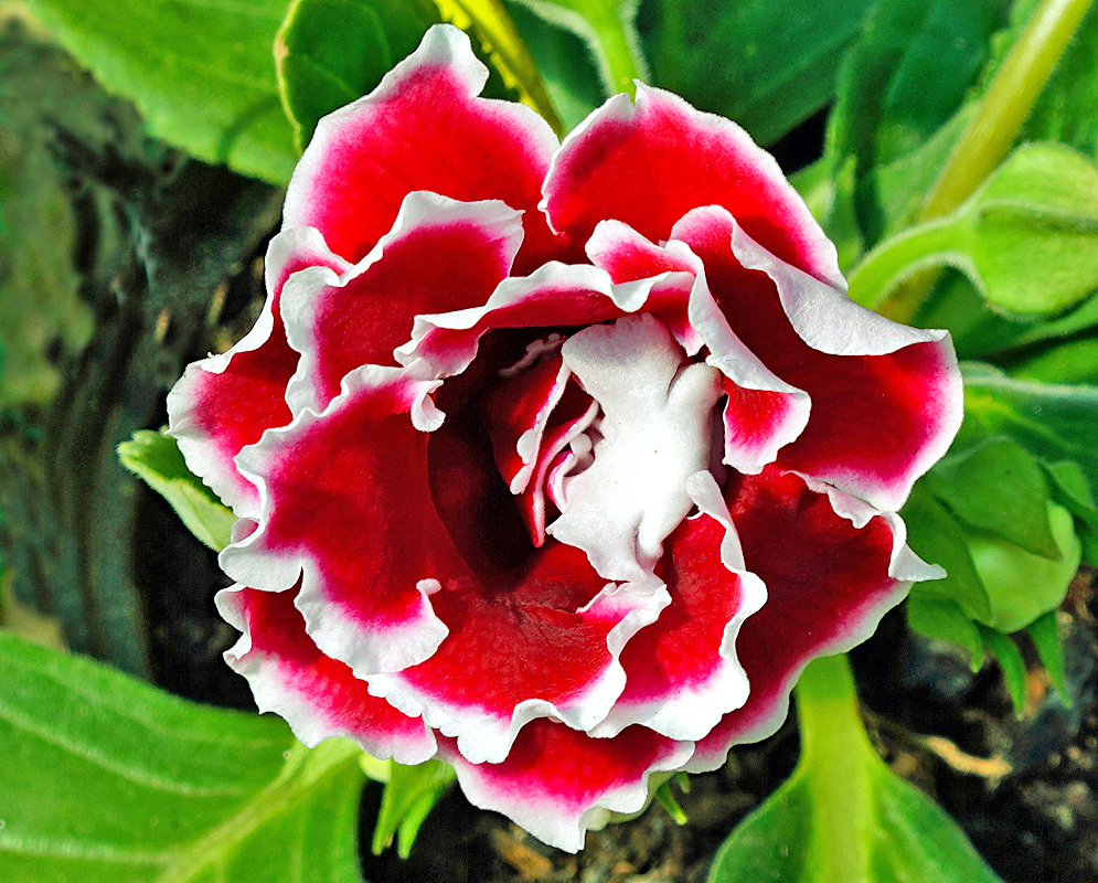 Red and white Sinningia speciosa flower