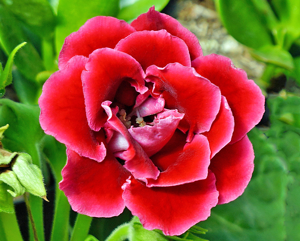 Red Sinningia speciosa  double flower