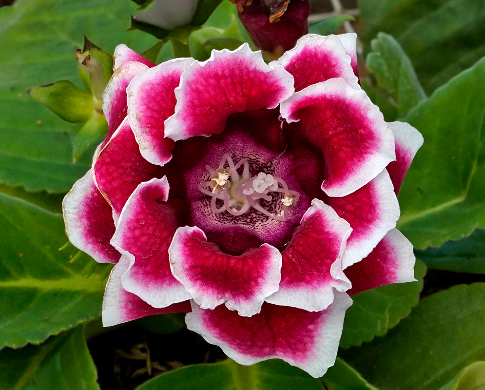 Sinningia speciosa red and white flower with white stamins