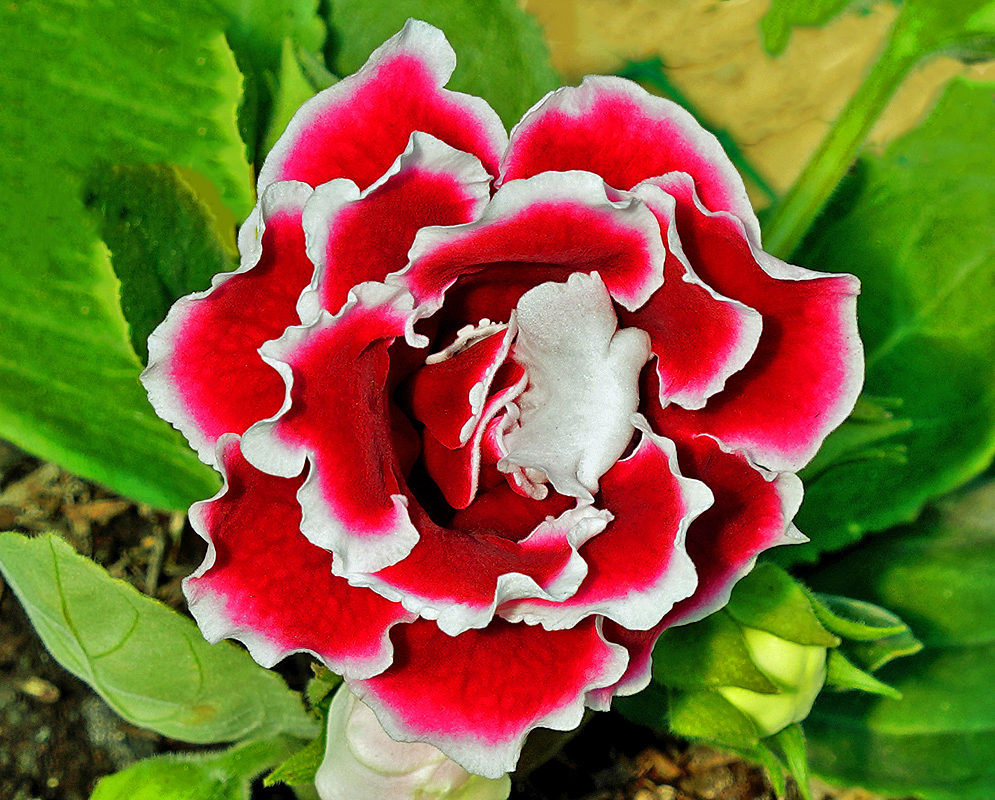 Sinningia speciosa red and white flower