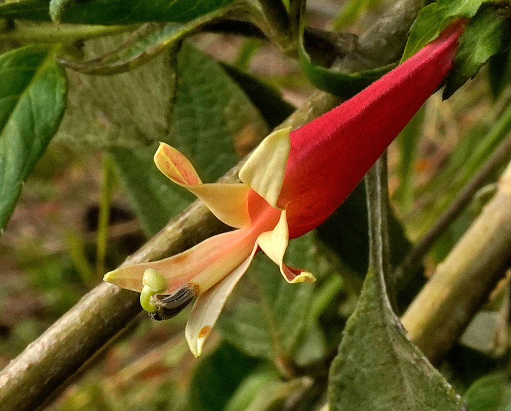 Siphocampylus declinatus red and cream tubular flower with narrow spreading lobes on a woody branch