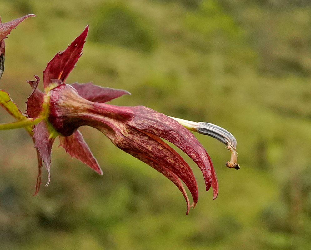Siphocampylus ecuadorensis pendulous dark red flower with narrow recurved lobes and projecting style