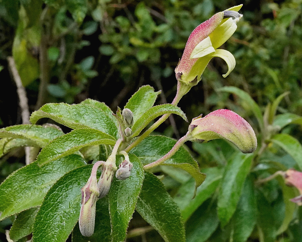 Siphocampylus elfriedii pink and pale green tubular flower above broad softly textured leaves