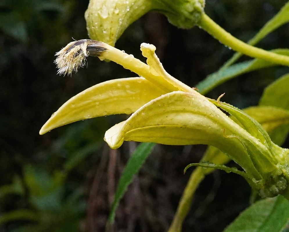 Siphocampylus giganteus pale yellow-green tubular flower with narrow recurved lobes