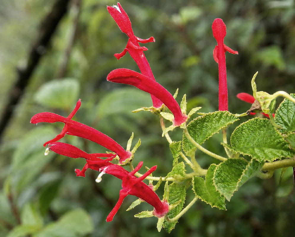 Red Siphocampylus hispidus tubular flower extending from a hairy green calyx beside unopened buds