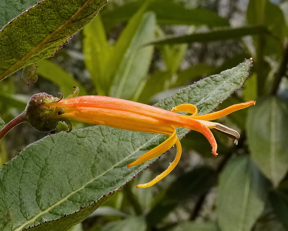 Siphocampylus krauseanus orange tubular flower with narrow lobes and projecting style