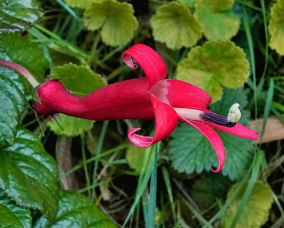 Siphocampylus lasiandrus deep red curved tubular flower with narrow recurved lobes