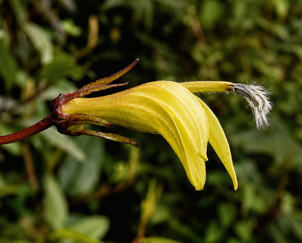 Siphocampylus lucidus pendent yellow tubular flower with narrow lobes and a white hairy column