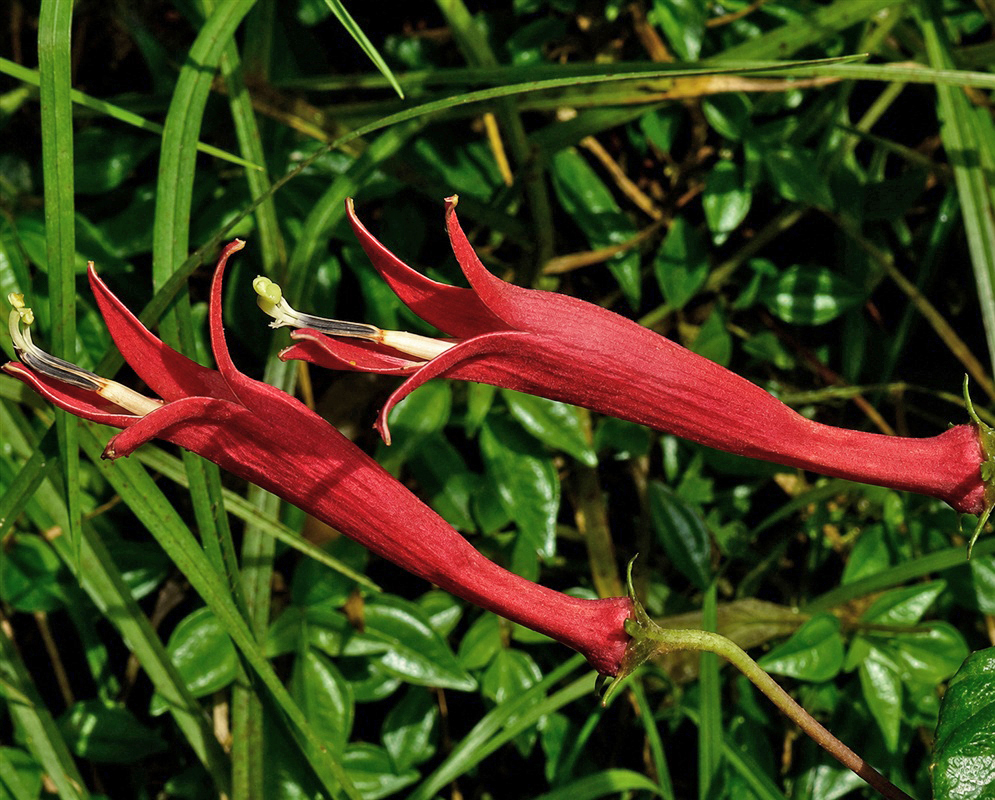 Unidentified Siphocampylus branch bearing elongated red tubular flowers with narrow pointed lobes