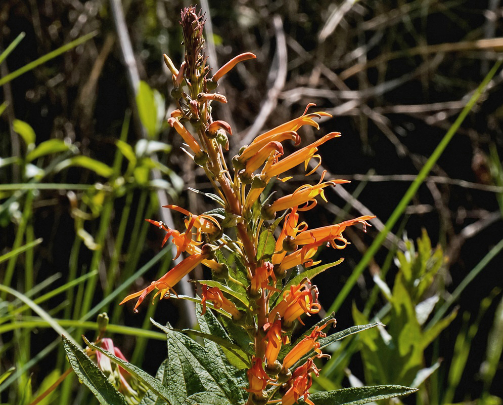 Siphocampylus tupaeformis upright stem bearing numerous orange tubular flowers among narrow leaves