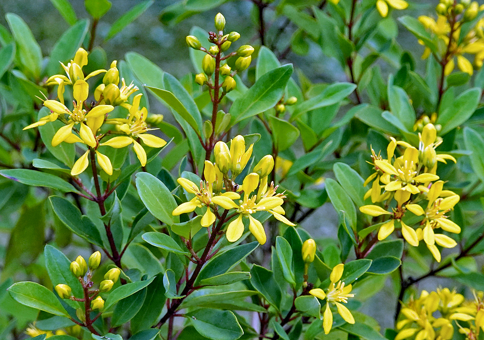 Galphimia gracilis yellow flower clusters