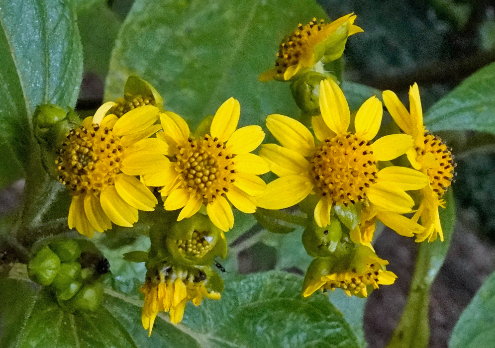 Close-up of bright yellow flower heads of Smallanthus pyramidalis with clustered disc and ray florets surrounded by broad green leaves