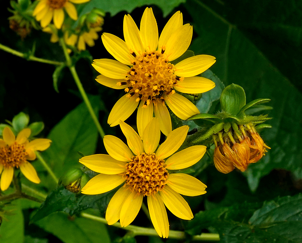 Smallanthus riparius cluster of yellow daisy-like flower heads above broad green leaves