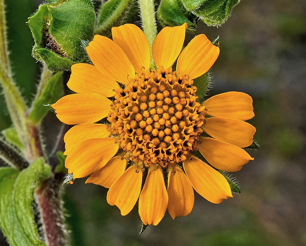Smallanthus sonchifolius orange-yellow flower head with broad rays and a dense central disk