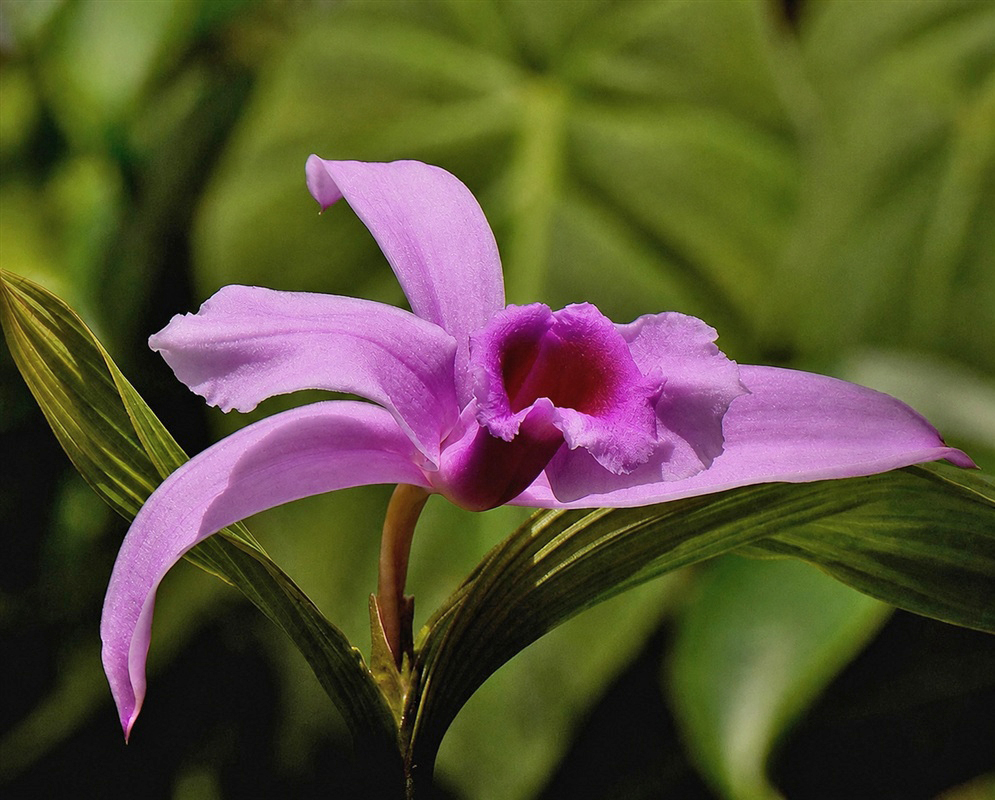 Sobralia decora orchid with long pale pink petals and a deep magenta ruffled lip