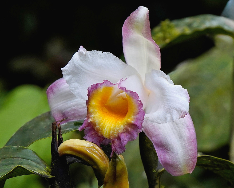 Sobralia ecuadorana large pale orchid flower with a frilled purple and yellow lip