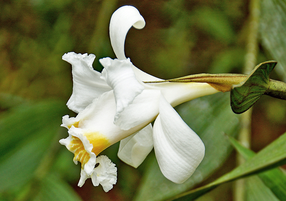 A side-view of a white Sobralia chrysostoma flower with a downward facing lip with yellow markings
