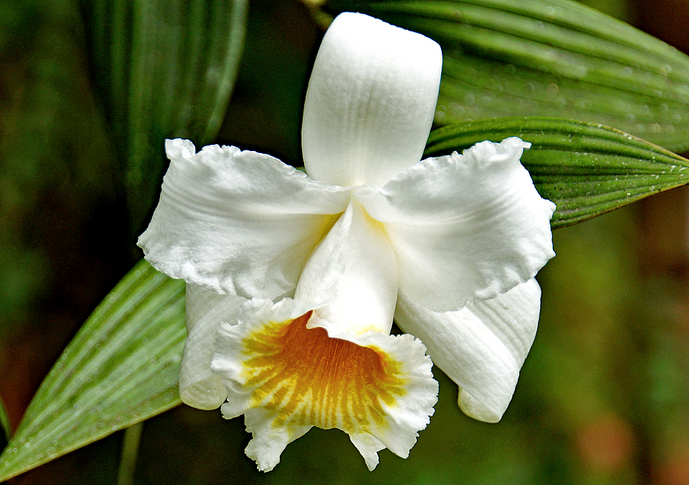 A white Sobralia chrysostoma flower with a downward facing lip with an inside that is yellow and orange