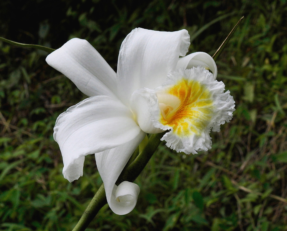 Sobralia leucoxantha plant habit and foliage