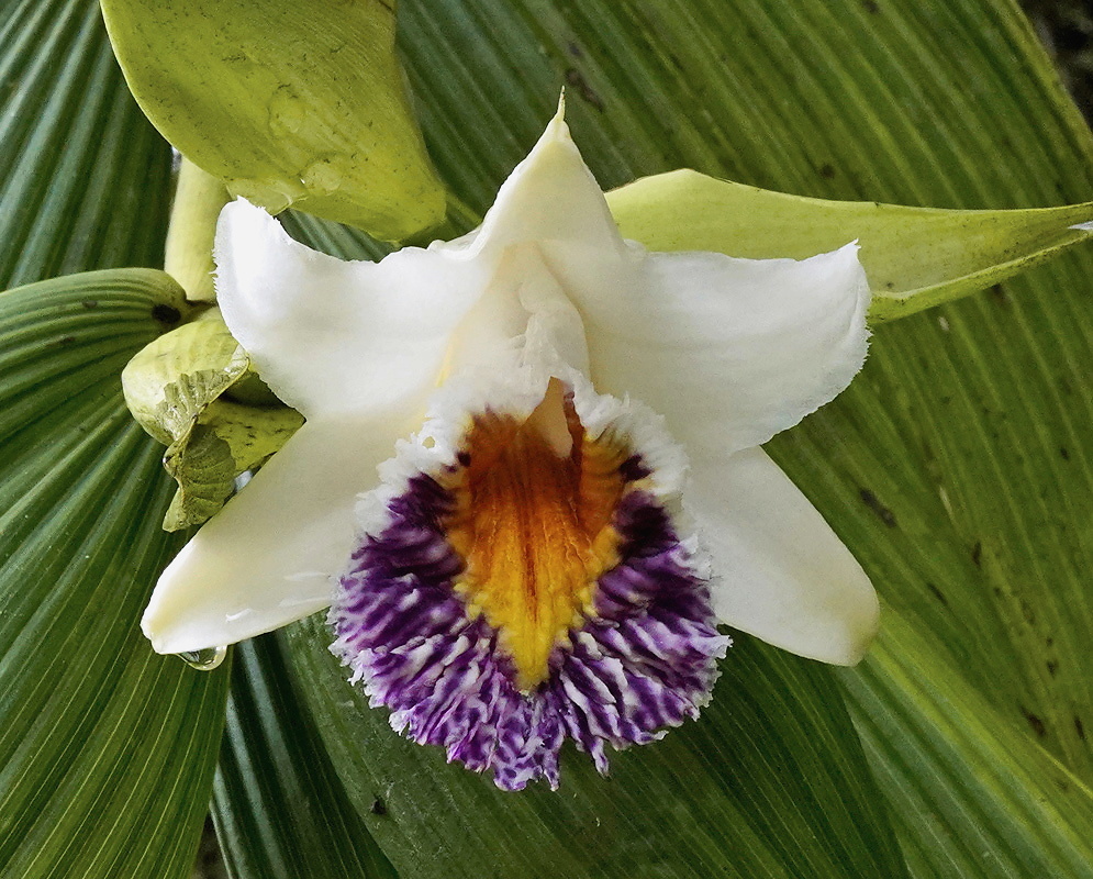 Sobralia luerorum flower