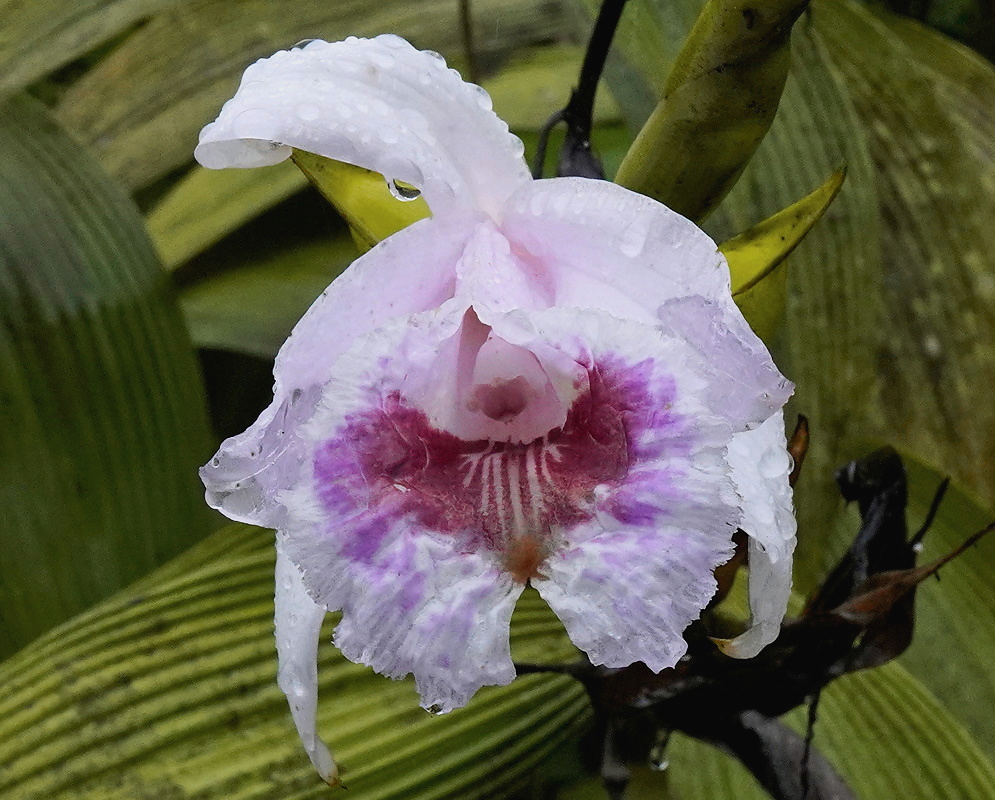 Sobralia pulcherrima plant habit and foliage