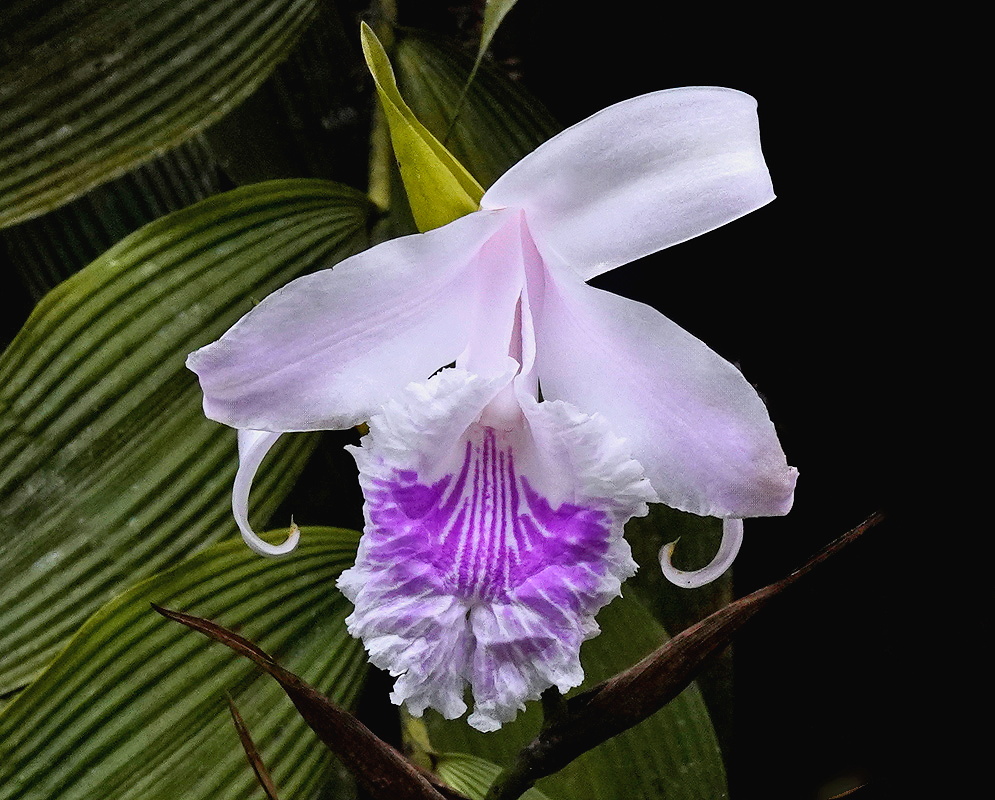 Sobralia rosea pale pink orchid flower with a ruffled lip striped vivid purple