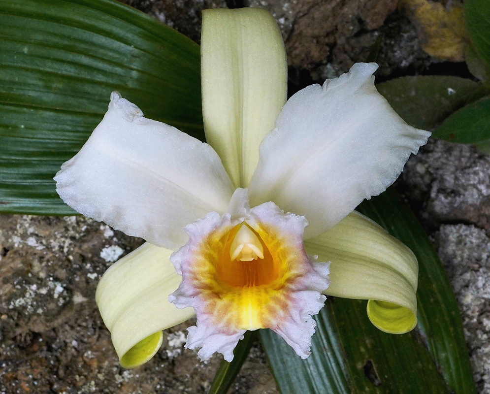 Sobralia setigera plant habit and foliage