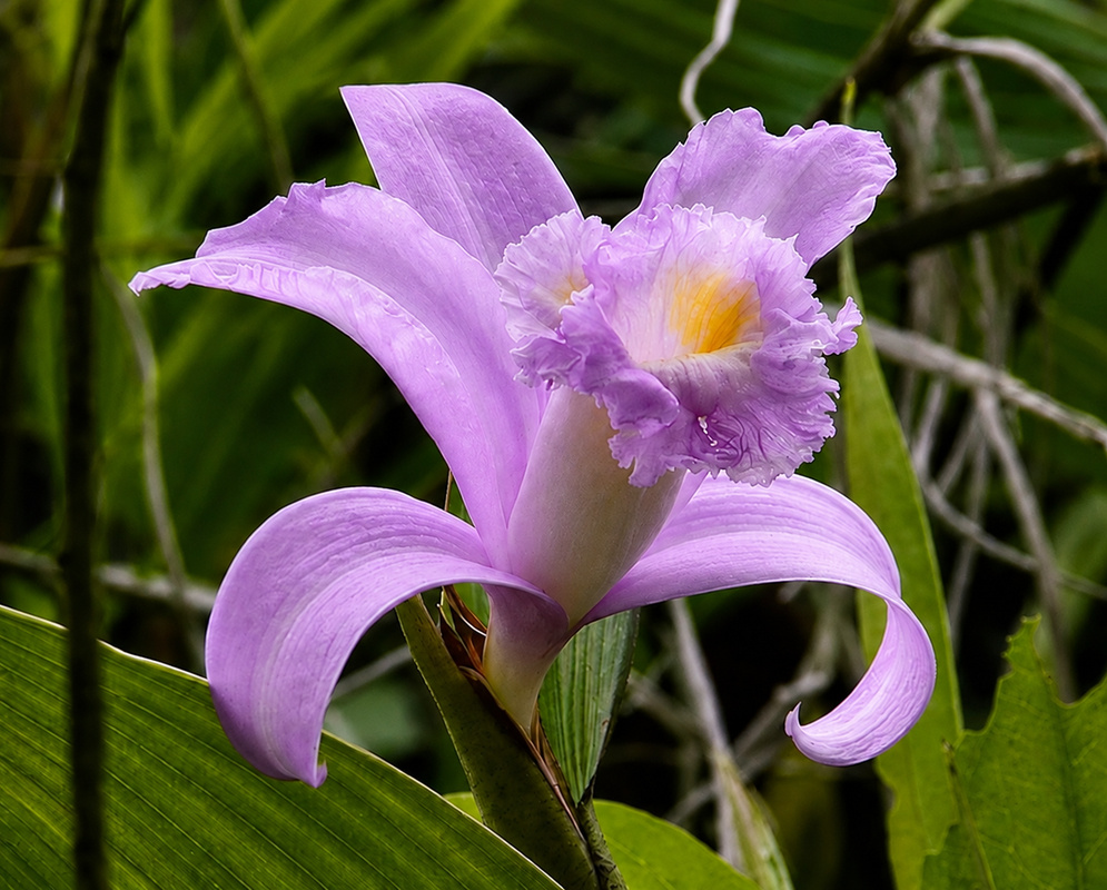 Sobralia violacea large violet-lavender orchid flower with a frilled pale yellow throat