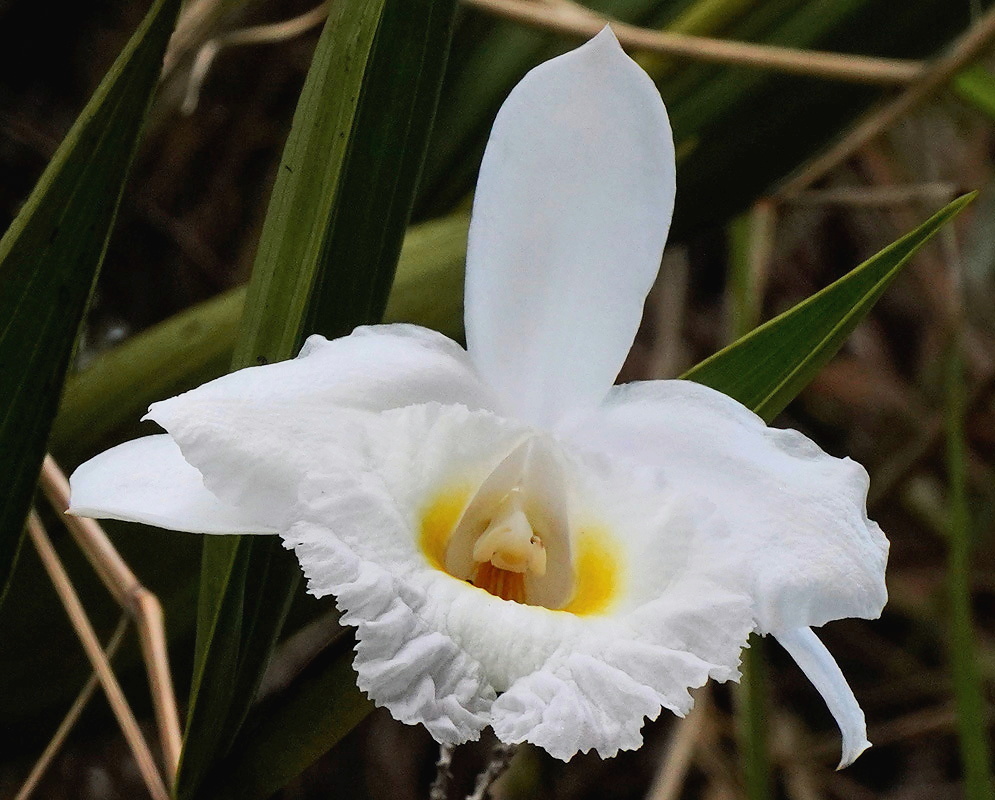 Sobralia virginalis plant habit and foliage