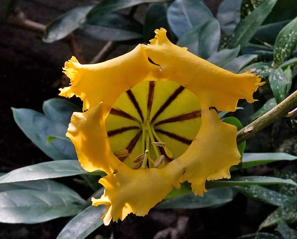 Large yellow trumpet-shaped flower of Solandra grandiflora with deep purple interior stripes and frilled petal edges, surrounded by glossy green leaves