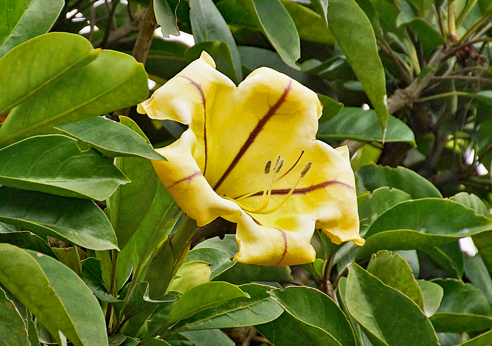 A large yellow Solandra grandiflora flower with five reddish brown stripes in the throat
