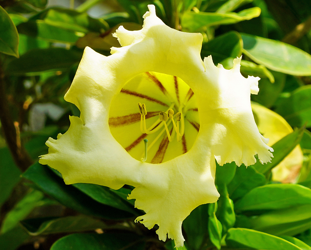 Solandra grandiflora yellow flower with brown stripes in the throat