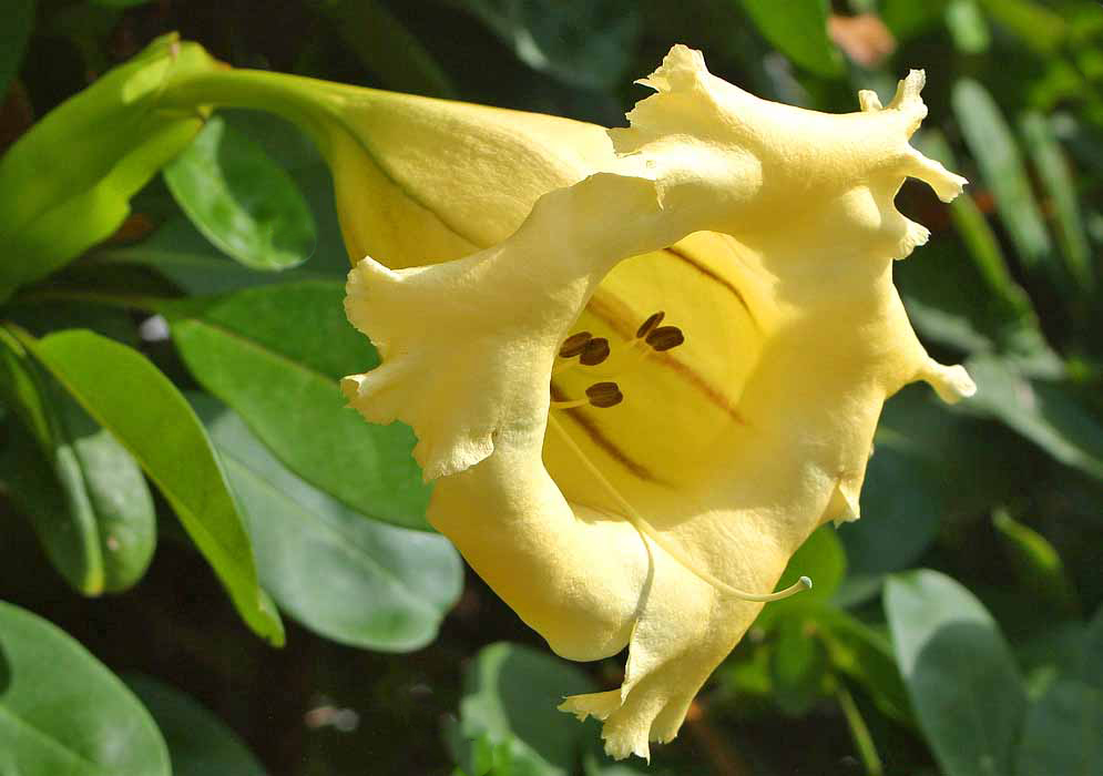A large yellow Solandra grandiflora flower with reddish brown stripes in the throat and 5 brown anthers